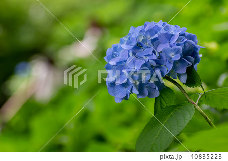 長谷寺の紫陽花 40835223