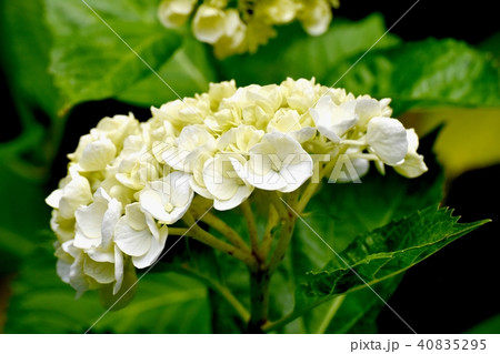 三鷹中原に咲く白色アジサイ 三鷹中原に咲く白色アジサイ 40835295