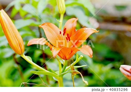 三鷹中原に咲くスカシユリ 三鷹中原に咲くスカシユリ 40835296