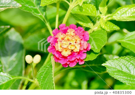 三鷹中原に咲くランタナ 40835300