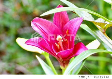 三鷹中原に咲くスカシユリ 40835448