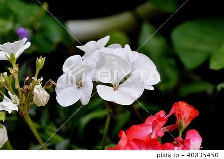 三鷹中原に咲くゼラニウム 40835450