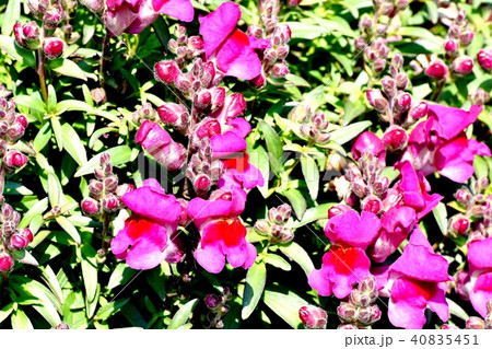 三鷹中原に咲くピンクのキンギョソウ 40835451