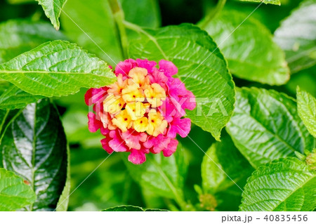 三鷹中原に咲くランタナ 三鷹中原に咲くランタナ 40835456
