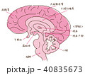 脳　断面　名称入り 40835673