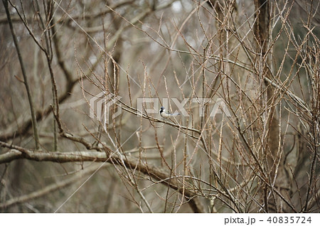 シジュウカラ シジュウカラ 40835724