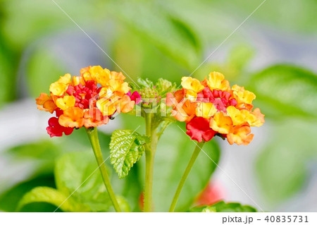 三鷹中原に咲くランタナ 三鷹中原に咲くランタナ 40835731