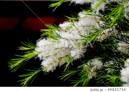 三鷹中原に咲くティーツリーの花 40835734
