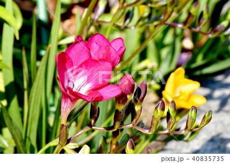 三鷹中原に咲くフリージア 40835735