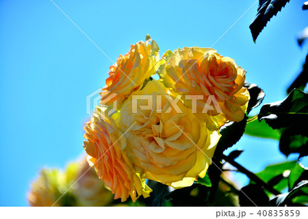 待つ 待ち 愛 40835859