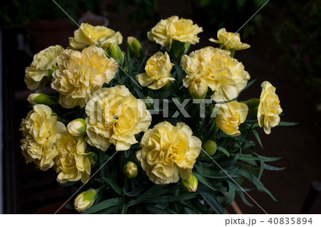 カーネーション（ハニームーン） 40835894