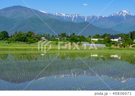 信州の風景 安曇野の水田と北アルプス 信州の風景 安曇野の水田と北アルプス 40836071