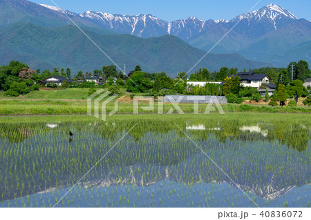 信州の風景 安曇野の水田と北アルプス 信州の風景 安曇野の水田と北アルプス 40836072