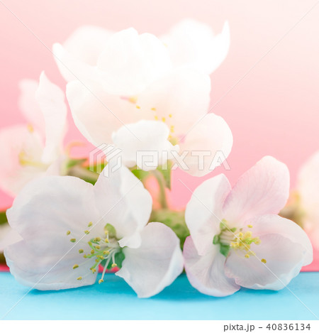 Apple blossoms over blurred color background 40836134