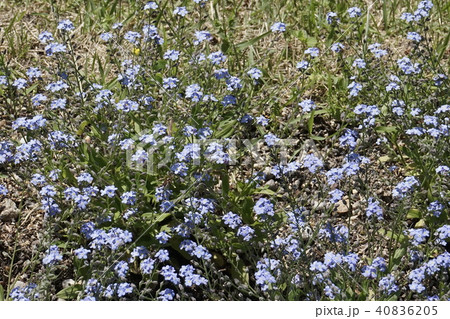 花畑 シノグロッサム 花畑 シノグロッサム 40836205