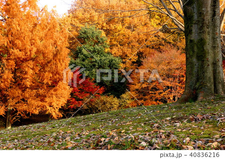 秋の印象 秋の印象 40836216