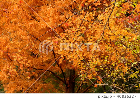 秋の印象 40836227