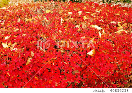 秋の印象 40836233