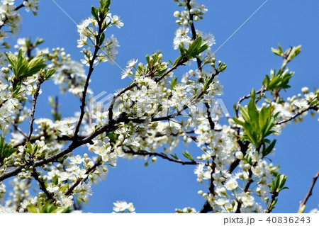 三鷹中原に咲くヤマザクラ 40836243