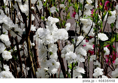 三鷹中原に咲くウメ(八重咲き白梅) 三鷹中原に咲くウメ(八重咲き白梅) 40836448