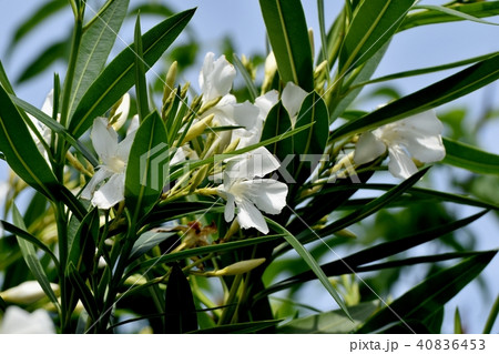 三鷹中原に咲く白いキョウチクトウの花 三鷹中原に咲く白いキョウチクトウの花 40836453