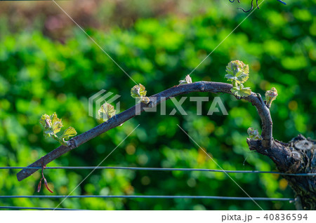 New bug and leaves sprouting at the beginning of spring on a trellised vine growing in bordeaux New bug and leaves sprouting at the beginning of spring on a trellised vine growing in bordeaux 40836594