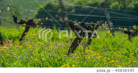 New bug and leaves sprouting at the beginning of spring on a trellised vine growing in bordeaux 40836595