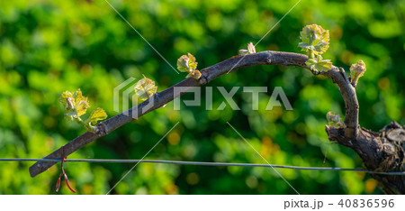 New bug and leaves sprouting at the beginning of spring on a trellised vine growing in bordeaux New bug and leaves sprouting at the beginning of spring on a trellised vine growing in bordeaux 40836596