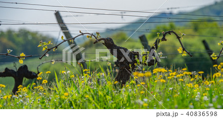 New bug and leaves sprouting at the beginning of spring on a trellised vine growing in bordeaux 40836598