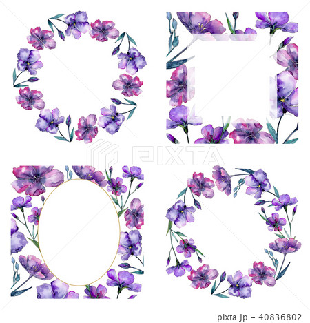 Violet flax. Floral botanical flower. Frame border ornament square. Violet flax. Floral botanical flower. Frame border ornament square. 40836802