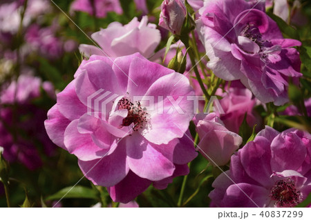 薔薇 ブリリアントピンクアイスバーグの写真素材