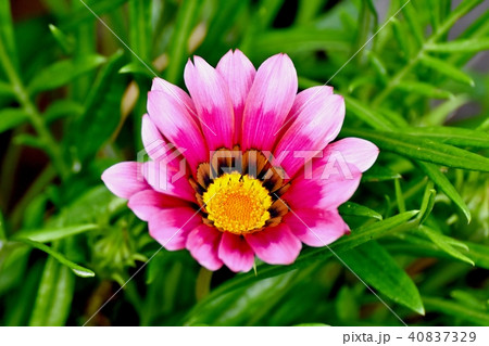 三鷹中原に咲くガザニア 40837329