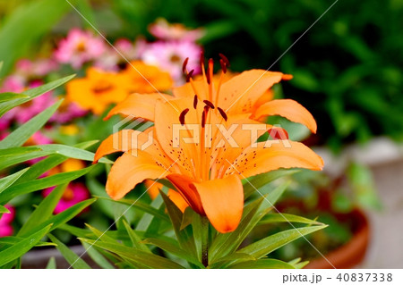 三鷹中原に咲くスカシユリ 三鷹中原に咲くスカシユリ 40837338