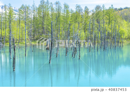 北海道 美瑛町 青い池の写真素材