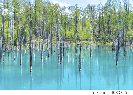 北海道　美瑛町　青い池 40837455