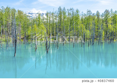北海道 美瑛町 青い池 北海道 美瑛町 青い池 40837460
