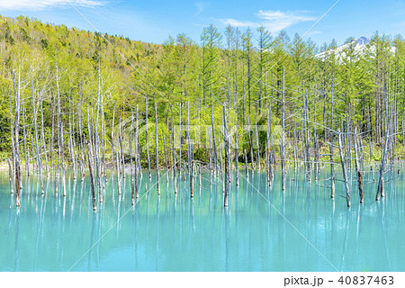 北海道 美瑛町 青い池の写真素材