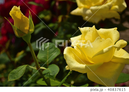 薔薇　ヘルムット・シュミット 40837615