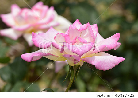 薔薇 マダム・ヒデ 薔薇 マダム・ヒデ 40837725
