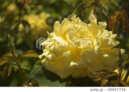 薔薇　マルコポーロ 40837746