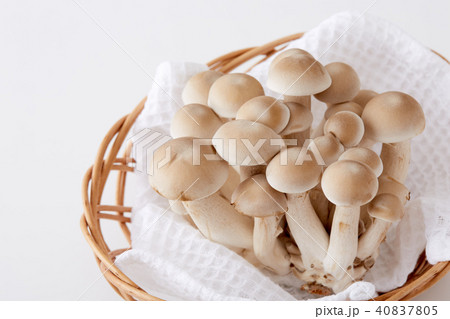 立派なしめじの株 40837805