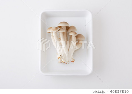 立派なしめじの株 40837810