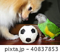 ピーちゃん＆太郎 40837853