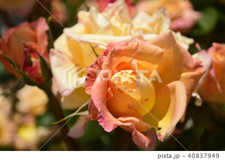 薔薇 モナリザの写真素材