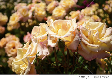 薔薇 モナリザの写真素材