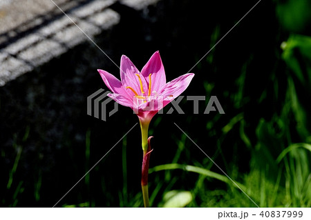 三鷹中原に咲くピンクのタマスダレの写真素材