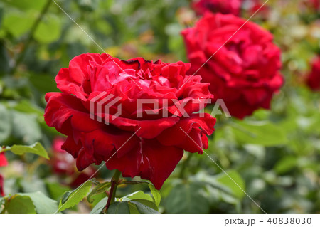 薔薇 ルージュ・メイアン 薔薇 ルージュ・メイアン 40838030