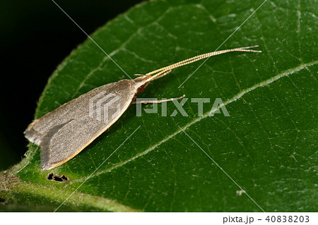生き物　昆虫　キベリハイヒゲナガキバガ、長い触角の間に見えるものが『牙蛾』の由来ですネ 40838203