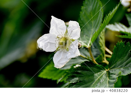 三鷹中原に咲くカジイチゴ 40838220