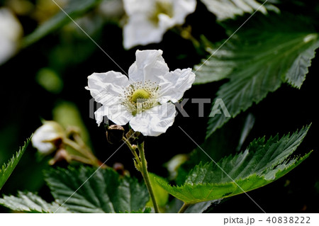 三鷹中原に咲くカジイチゴ 三鷹中原に咲くカジイチゴ 40838222